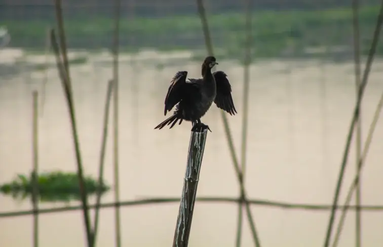 Imagem de ave aquática pousada sobre um ramo, no meio da água